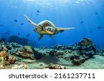 Small photo of Sea turtle swimming undersea. Undersea swimming sea turtle
