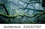 Tree branches covered with moss. Branchy forest in moss. Mossy forest with branchy trees. Mossy tree branches