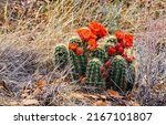 Red Cactus Flowers. Cactus Red...