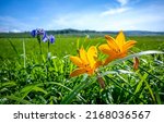Yellow flowers on a summer meadow. Summer meadow flowers. Flowers in meadow grass. Summer flowers
