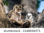 Owl together with a small owl...