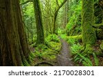A path in a mossy forest. Forest path way. Path in forest. Forest path view