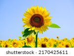 Sunflower Flower On A Sunflower ...