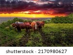 A herd of cows in a pasture at dawn. Cow herd on pasture at dawn. Cows at dawn. Cow pasture at dawn