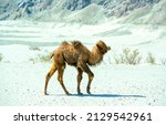 Small photo of A little camel colt is walking in the desert
