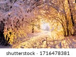 Winter Snow Forest At Sunset