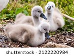 Newborn Swan Chicks In The Nest....