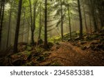 Small photo of The trail in the misty forest. Misty forest trail. Trail in mossy forest mist. Forest trail in mist