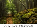 Small photo of The trail in the misty forest. Misty forest trail. Trail in mossy forest mist. Forest trail mist