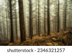 Small photo of Fog in the autumn forest. Autumn forest fog. Misty forest in autumn. Autumn forest in fog