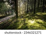 Small photo of Sunlight in a dark forest. Trail in forest. Forest sunlight. SUnlight in forest