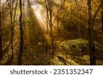 Small photo of Sunlight in the autumn forest. Forest sunbeams. Sunrays in dark forest. Sunbeams and shadows in forest