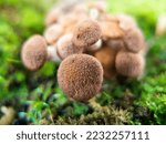 Mushroom Cluster Close Up Of...