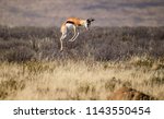 A  Springbok Pronking  Jumping  ...