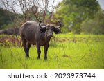The African Buffalo Is Located...