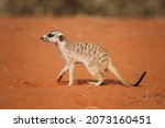 A Very Cute Meerkat In The...