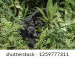 Small photo of Very cute baby mountain gorilla being caressed by mother in Volc