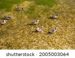 wild ducks swimming in the sea in shallow water in the summer