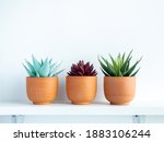 Green and red succulent plants in small modern terracotta pots on white wood shelf isolated on white wall background with copy space.