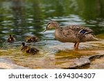 Duck's Family. Mallard Duck...
