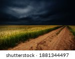 darkness, dark, blackness, night, obscurity, gloom. summer photo of cereals, barley a hardy cereal that has coarse bristles extending from the ears. It is widely cultivated, chiefly for use in brewing
