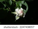 Small photo of Stunning and vibrant garden rose with shallow depth of field Beautiful bouquet filled with vitality Large flower with high center and ruffled petals Heady lavender scent adds charm