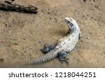 Small photo of Utila iguana (Ctenosaura bakeri), also known as the Baker's spinytail iguana, swamper or wishiwilly del suampo, shot from above. It is critically endangered species due to hunting and habitat loss.