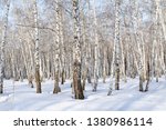 Landscape, white birch winter forest, snow trees.