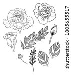 rose element graphic drawing... | Shutterstock .eps vector #1805655517