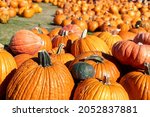 Rows of pumpkins at an outdoor market at autumn in Green Bluff, Washington, USA