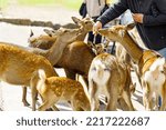 Deer in Nara Park have been protected very carefully since ancient times