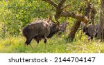 Nyala Antelope Buck In Hluhluwe ...