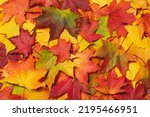 Autumn mood background. Fallen autumn dried leaves background. Colorful, variegated foliage. Flat lay, top view, copy space