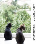 Small photo of Two kittens watching in the window. Tigerish cat and black cat.