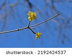 Two Bunches Of Yellow Dogwood...