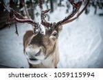 A Finnish reindeer