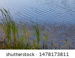 Pond With Tall Grass And...