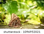 Butterfly Wallpaper Nature 4K