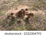 Small photo of Snake Anthill in field. snake burrow or snake house made by red soil in Indian forest. Ant hill or snakes house in the forest. Makes it a termite, but a snake lives in it.