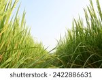 Small photo of Rice or paddy plant. Close-up of the rice ears. Paddy or Rice field in India. Grain paddy field concept. close up of green rice plant.