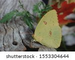 Common Sulphur Butterfly ...