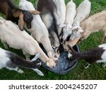A group of baby goats drinking from a big black tub on green grass in summer