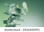 Small photo of Eucalyptus plant leaves. Fresh Eucalyptus close up, on light green background, scented, essential oil. Aromatherapy