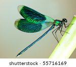 Beautiful Bright Dragonfly