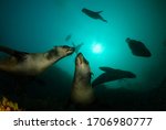 Two South African Fur Seal In...