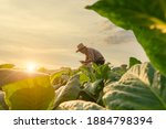 Small photo of Agriculturist utilize the core data network in the Internet from the mobile to validate, test, and select the new crop method. Young farmers and tobacco farming