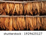 Small photo of Curing Burley Tobacco Hanging in a Barn.Tobacco leaves drying in the shed.Agriculture farmers use tobacco leaves to incubate tobacco leaves naturally in the barn.