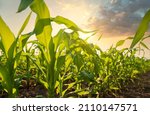 Young green corn growing on the field at sunset. Young Corn Plants. Corn grown in farmland.Maize seedling in the agricultural garden with blue sky.Green maize plants on field. Agricultural landscape