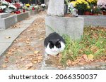 Homeless Cat Lying Near Graves...