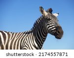 Small photo of beautiful black and white striped zebra froward blue background. cute animal wallpaper. african wildlife. looking face at sky.